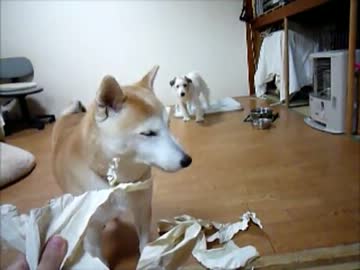 シュレッダー犬（性能アップ！）