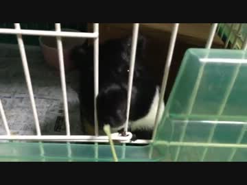 【モルモット】もしゃもしゃ【ちょび】