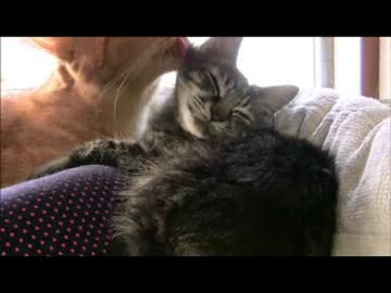 ちゃとらとはちわれ　2013猫団子