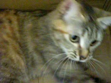 拾いねこ＠生後521/488日目　最近娘にめろめろな父親の気持ちが分かる