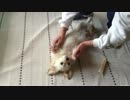 【チワックス】おなかごろーん。母と遊ぶ。