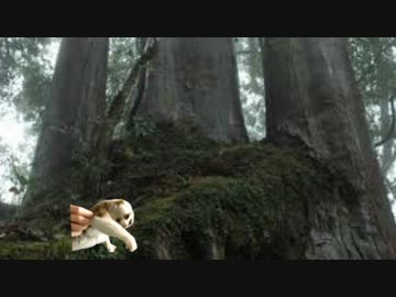 柿を盗まれる現場監督.kaki