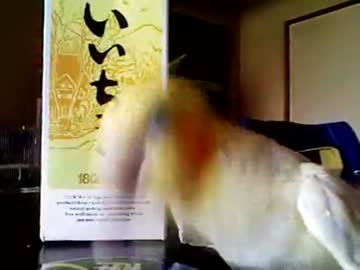 飼い主が風邪なら俺はのど飴を叩く！