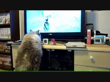 【レオ★ララ】 テレビの猫に威嚇する猫
