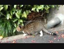 嫁の実家でちょいデブ猫が散歩してた