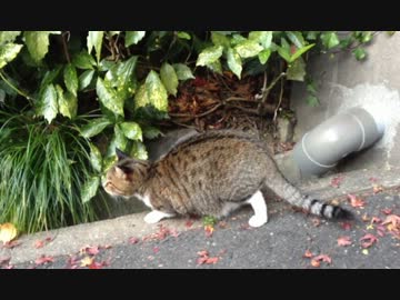 嫁の実家でちょいデブ猫が散歩してた