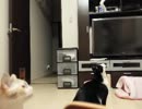 【JAM猫】飛びます！飛びます！