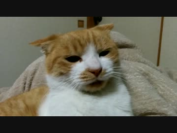 喧嘩中に何かを悟り落ち込む猫(´・ω・`)