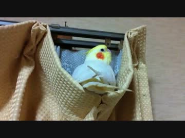 オカメインコ　自画自賛