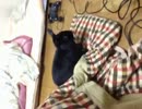 こたつ布団がお気に入りのうさぎ