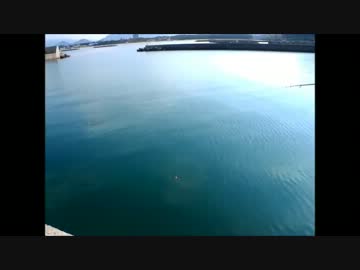 のんびり波止で魚のを釣ろうよ（イワシ）番外でマコカレイ41センチ
