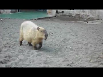 カピバラさんvsバクさん