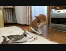 ファンヒーターと柴犬と子猫