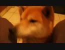 鳴きながら擦り寄って甘える柴犬