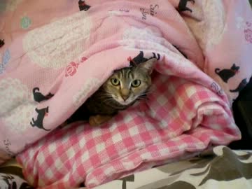 拾いねこ＠生後523/490日目　最近いつでもらぶらぶもーど