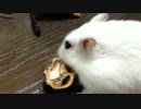 クルミを食べるハムスターと見る犬