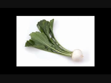 加藤純一とカブ