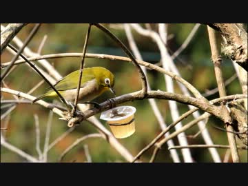 ゼリーを食べるメジロ