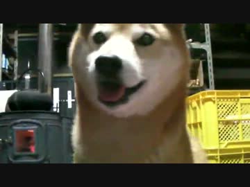 柴犬ジロー　まったり2