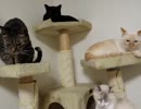 【JAM猫】飲水動画w