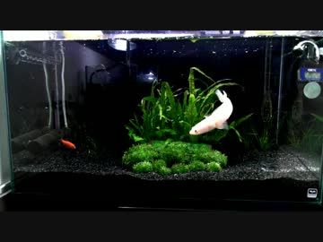 【捕食動画注意！】スネークヘッドのお食事
