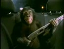 Trunk Monkey