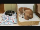 子猫と一緒に眠りたい柴犬