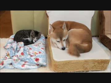 子猫と一緒に眠りたい柴犬