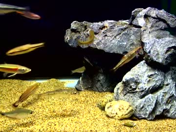 お気に入りの水槽　テスト