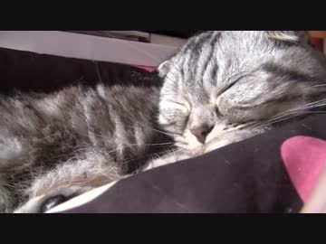 うｐ主がコタツに入っていると、必ず乗ってきて寝る姫