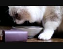 ときさだくんがごはんたべるよ