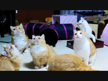 【マンチカンズ】短足猫のマンチカン大集合