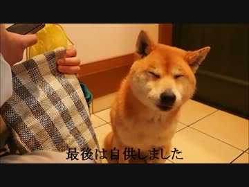 犯行(おなら)を否認したあと自供する柴犬
