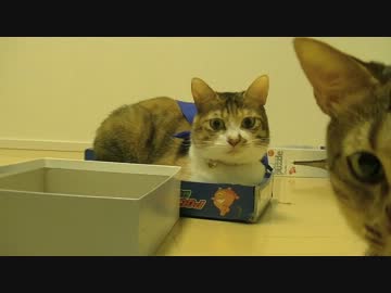 場所取りに敗れ続けたねこ