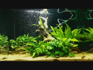 【アクアリウム】60cm水槽　その後
