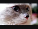 キャットプレイキューブ崩壊寸前