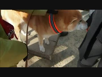記念写真を撮られる柴犬 嵐山散歩4
