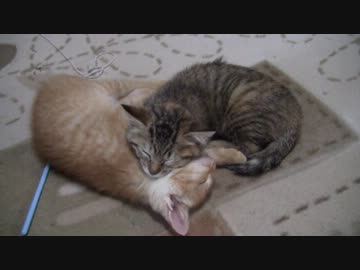 ポポとモチャが遊び疲れて寝てしまう