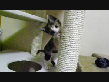 保護ネコ とら ・ 35　＠初。猫撫で声で鳴いてアピール