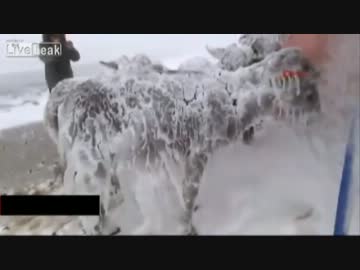 凍ったロバ