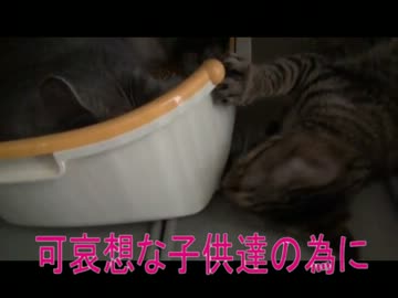 トイレが使えず可哀想な子供達・・・美猫ママのお気に入り。