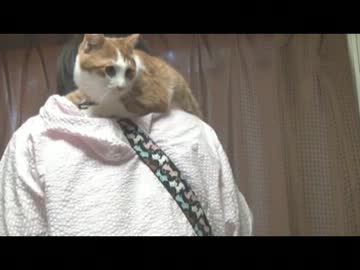 肩のり猫さんの歌