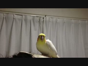 オカメインコ　ミッキーマウスマーチ（口笛Ver.）を歌ってみた