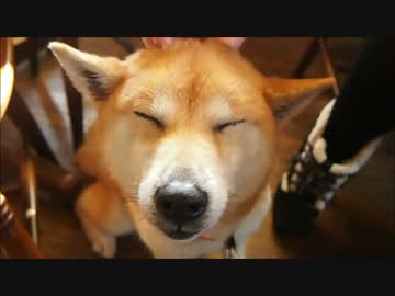 再会する柴犬クッキーさん