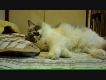 【レオ★ララ】 パパの布団で先に寝て待つ猫