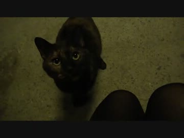 野良ネコさんがデレデレに甘えてくるのが可愛い