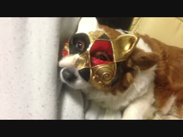 ハルの可愛い面白動画集（コーギー）