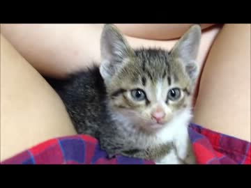 野良猫保護1日目　眠いにゃー(=ＴェＴ=)