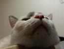 【JAM寝】どアップ！