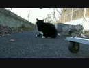 尻尾の短い野良猫2匹と、仙台の冬の夕暮れ